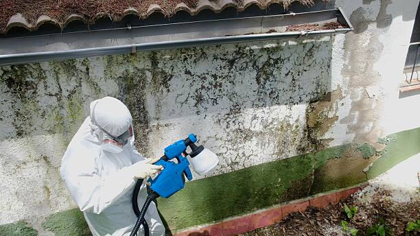Top rated local Mold Remediation specialists in University Place, WA